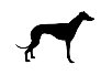 greyhound