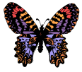 butterfly