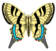 butterfly