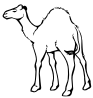 camel