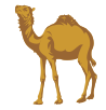 camel