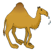 camel