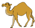 camel