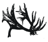elk  antlers