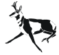 pronghorn