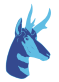 pronghorn