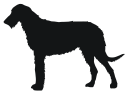 deerhound