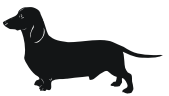 dachshund
