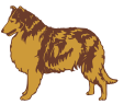 collie