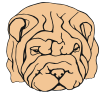 Shar-Pei