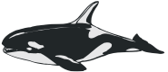 killer whale