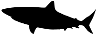 shark