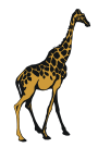 giraffe