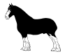 draft horse