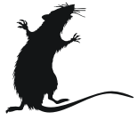 rat