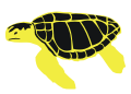 loggerhead turtle