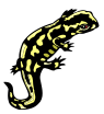 salamander