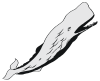 sperm whale