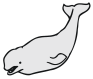 beluga whale