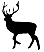 stag