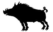 wild boar