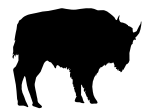 buffalo