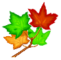 maple leaves