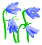 harebells