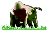 Bison