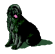 Newfoundland dog