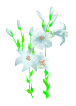 White Garden Lily