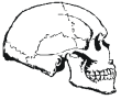 skull