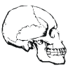 skull