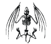 bat skeleton