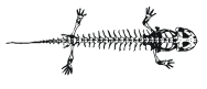 lizard skeleton