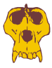 ape skull