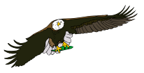 eagle 